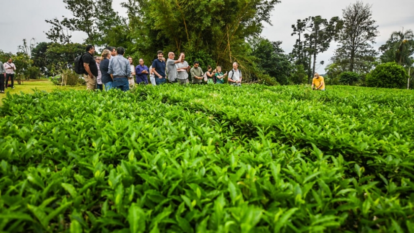 El té misionero recibe impulso internacional con la mentoría al- invest verde