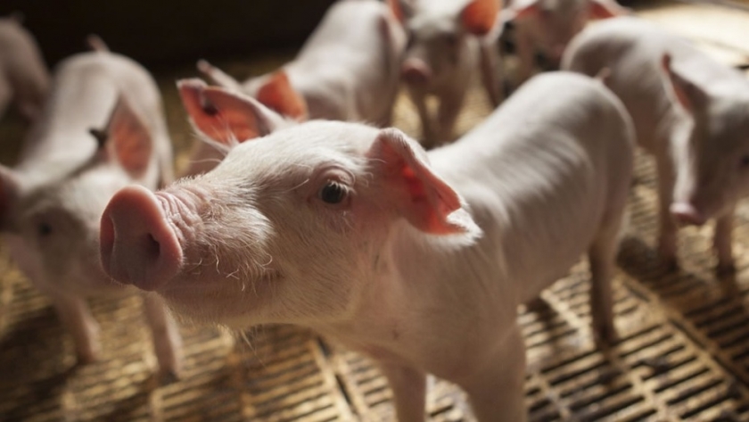 Proyectan una extraordinaria sobreproducción de cerdos en China