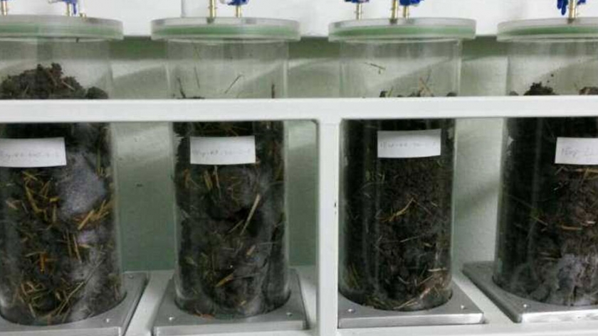 Los gusanos pueden procesar la paja de arroz, descubrieron los científicos