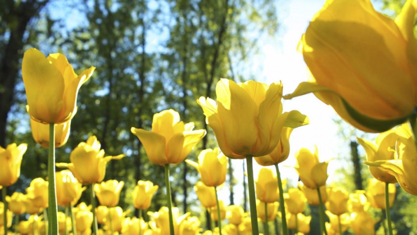 Boletín Hortícola Pampeano Nº 3 - Especial Floricultura