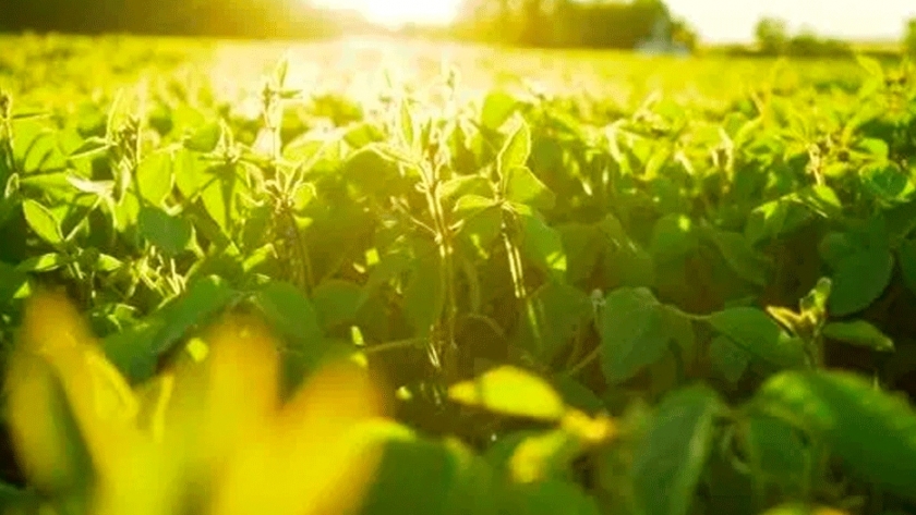 Soja: estudian cómo impacta la radiación solar en la calidad del grano