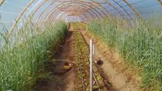 Evalúan el uso de cultivos de cobertura en huertas bajo cubierta