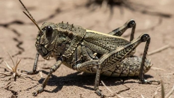 Tecnología aérea en la estepa: Río Negro desplegó drones para frenar el avance de la tucura en el sur provincial