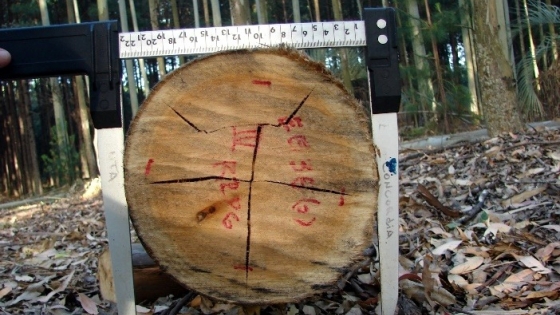 La madera de eucalipto gana protagonismo: avances del INTA mejoran su calidad y potencian su uso industrial