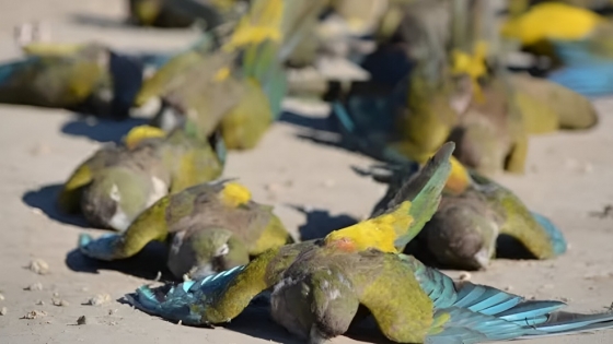 Neuquén: hallan más de 250 loros muertos y sospechan envenenamiento