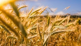 Trigo: la sequía en la zona núcleo reduce las proyecciones de cosecha