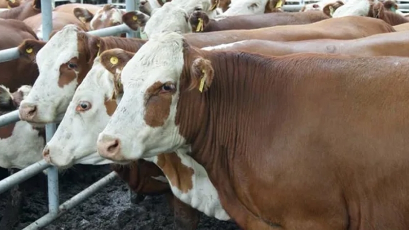 Se frenaría la posibilidad de exportar ganado en pie por posición sanitaria de Brasil