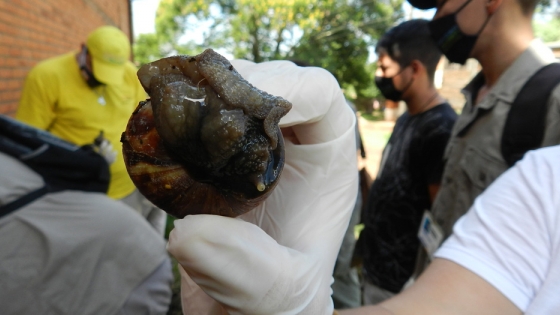 Nuevas capturas de caracol gigante africano en el Eldorado provincia de Misiones