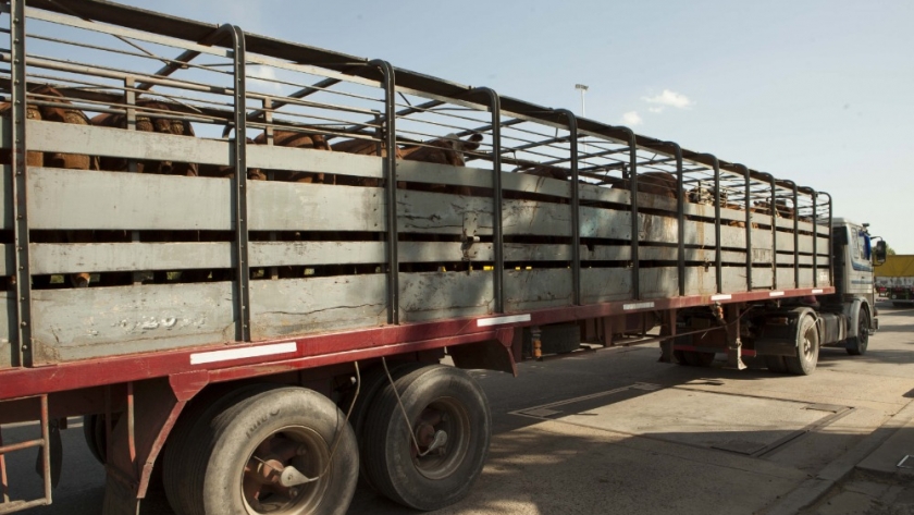 Capacitación en Bienestar Animal durante el transporte terrestre de ganado