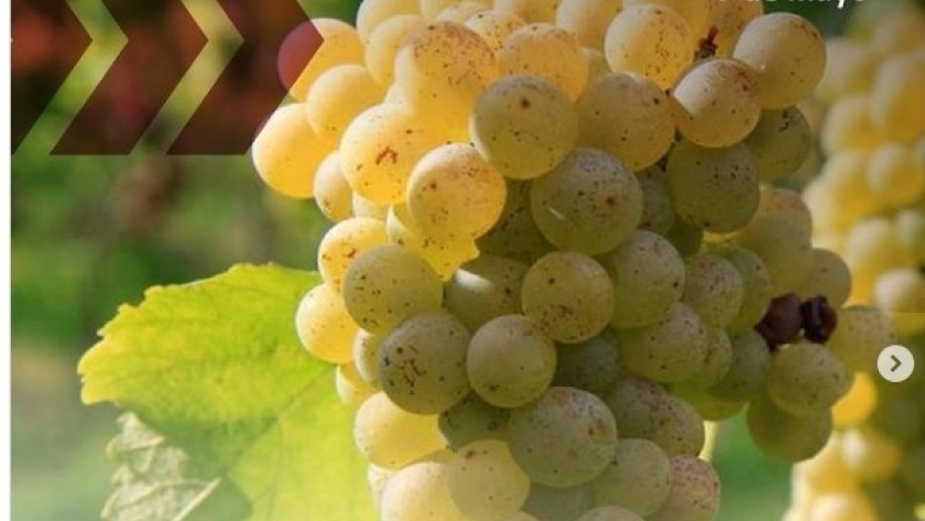 7 de mayo: día internacional Sauvignon Blanc
