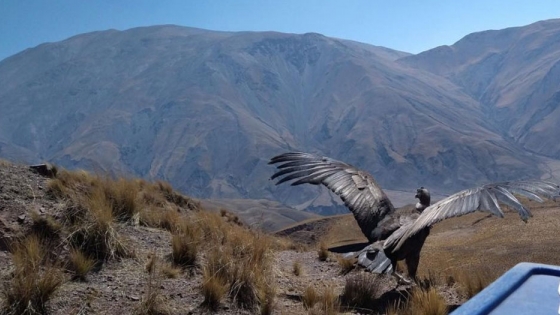 Sacha, el cóndor andino, volvió a surcar el cielo salteño