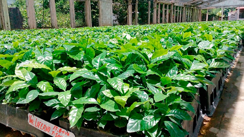 Vínculos decisivos entre ciencia e Innovación agropecuaria