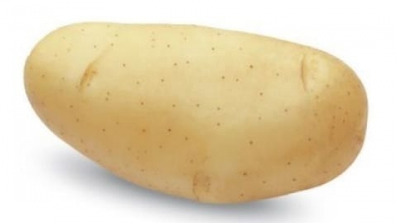 Aprueban una nueva variedad de papa desarrollada por el INTA que reduce los daños de la cosecha y mejora la calidad comercial