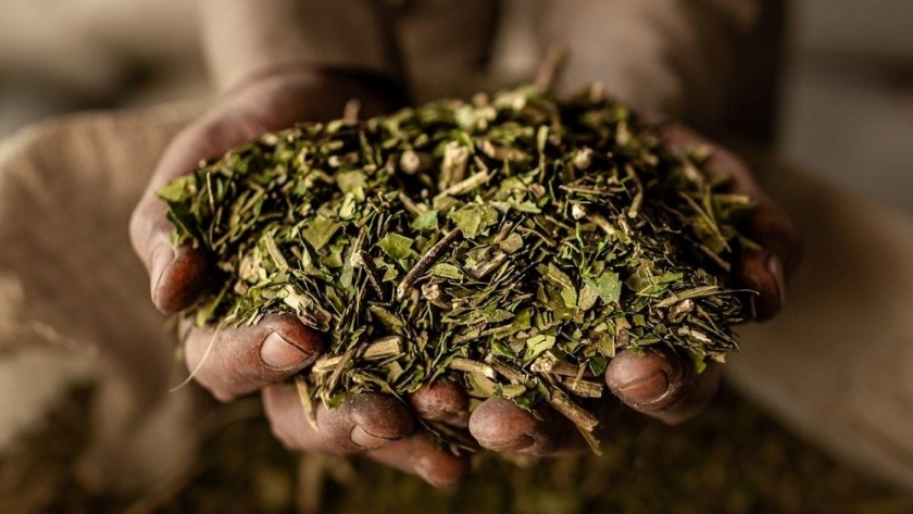 Yerba mate: sin acuerdo Nación definirá el precio
