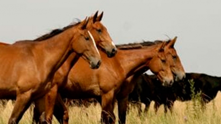 La industria equina se hace sentir y pide una Ley nacional del caballo