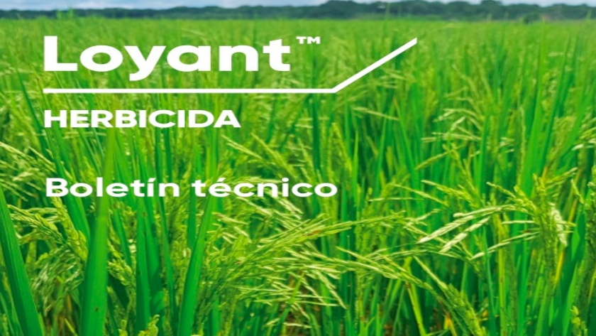 Loyant es el nuevo herbicida para el cultivo de arroz de Corteva Agriscience