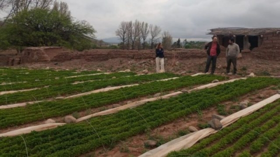 Pimiento salteño: talleres para fortalecer la denominación de origen