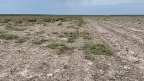 El INTA brinda recomendaciones para mitigar la salinización en La Pampa