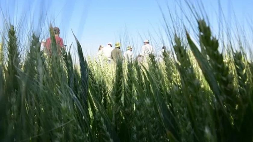 De la siembra a la cosecha: en una recorrida a campo presentaron nuevas variedades de trigo