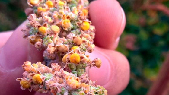 Los Valles Andinos de San Juan tienen potencial para cultivar quinua