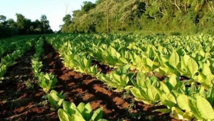 Agricultura y provincias delinearon una agenda de trabajo para optimizar la producción tabacalera