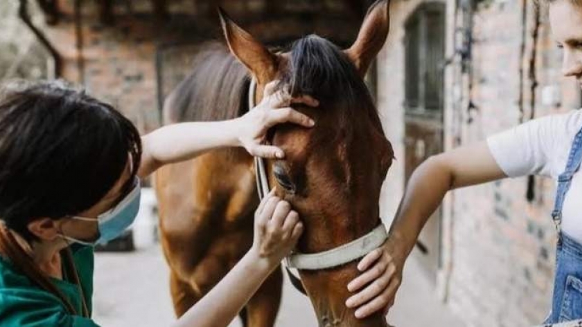 Medidas cruciales para proteger a personas y animales de la encefalomielitis equina