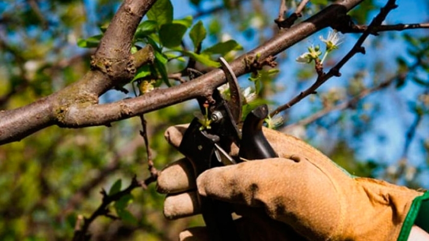 Explican cuándo podar un árbol | Agroempresario.com