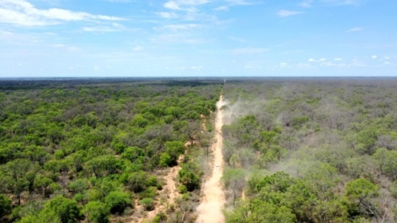 Chaco: aprueba la legislatura provincial la ley de «blanqueo» de comercialización de madera de origen de desmontes ilegales