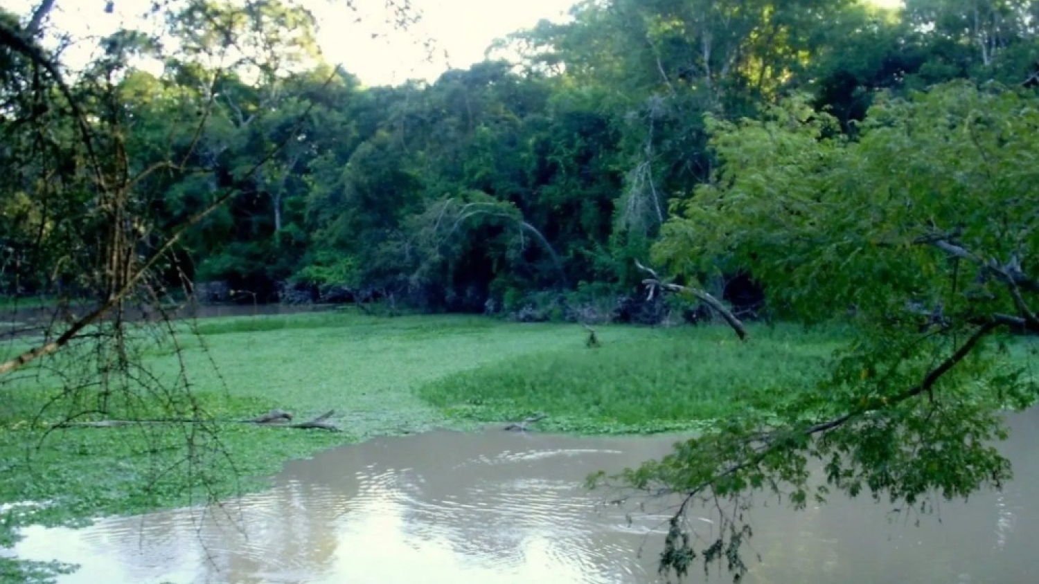 Reserva Natural Formosa: el refugio del Chaco que sorprende
