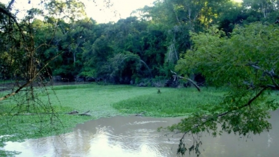 Reserva Natural Formosa: el refugio del Chaco que sorprende