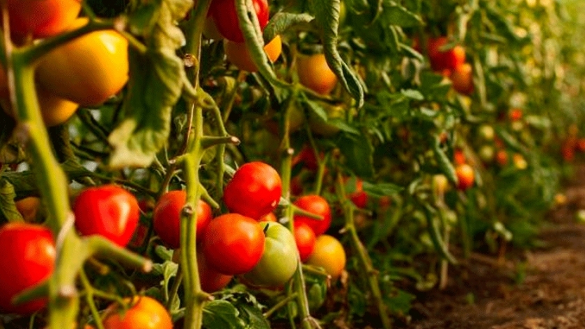 Con bioinsumos, hortalizas y frutales mejoran rindes y crecimiento