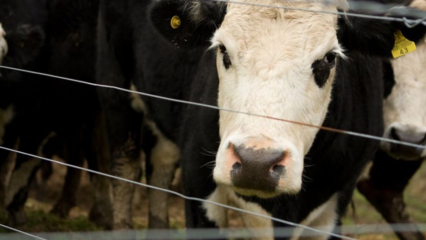 Nueva Zelanda, el país con más vacas que habitantes, aprueba una ley para poner precio al CO2 de los alimentos