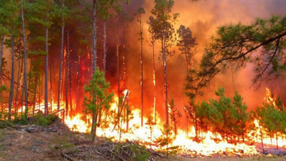 El ministro Anselmo recorrió zonas de Villa Olivari afectadas por incendios forestales