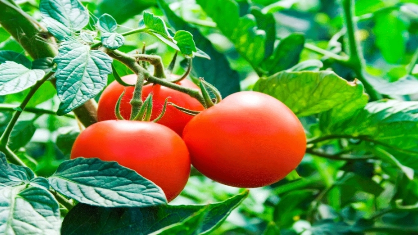 Reciclan rastrojos de tomate y pimiento para nutrir el suelo