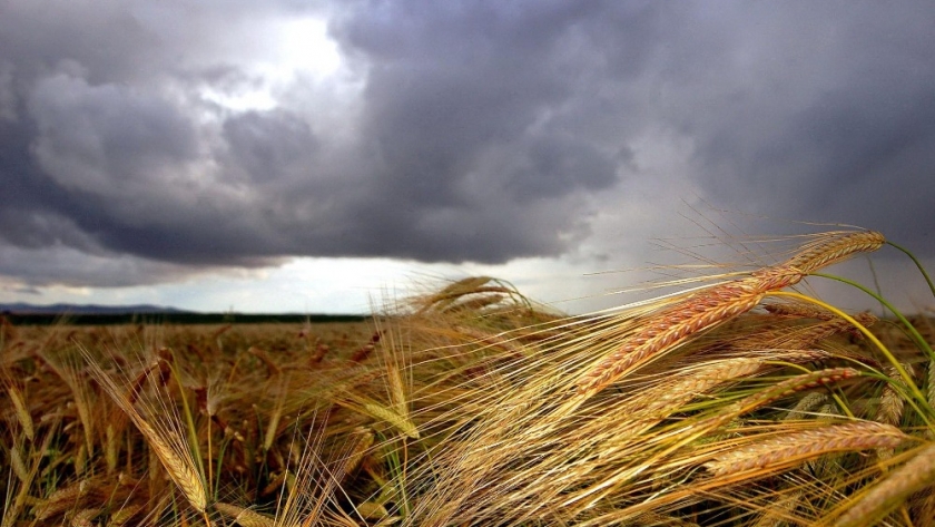 Alerta para la región núcleo: la producción de trigo podría caer un 25% respecto a 2021