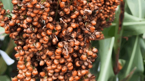 Detectan la causa genética del brotado en sorgo y avanzan en su solución para evitar pérdidas