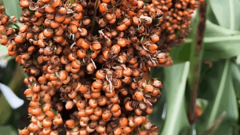 Detectan la causa genética del brotado en sorgo y avanzan en su solución para evitar pérdidas