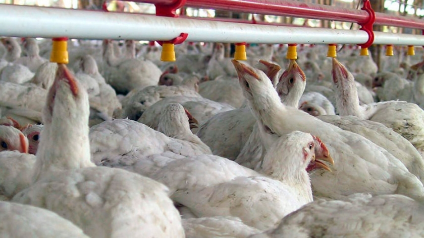 Argentina aumenta un 25% su producción de pollo y sube el consumo hasta 47  kg 