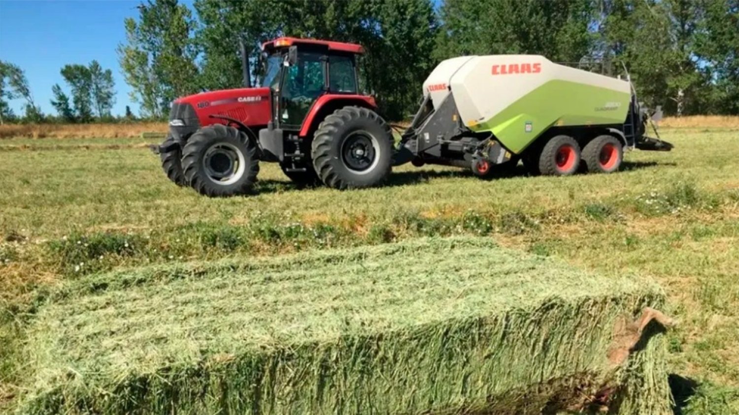 Impulsan un polo de alfalfa premium para exportar a Asia desde la Patagonia