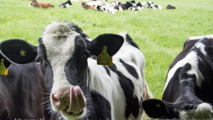 Avanza la vacuna contra la Escherichia coli para aplicar en bovinos y reducir la transmisión a los humanos
