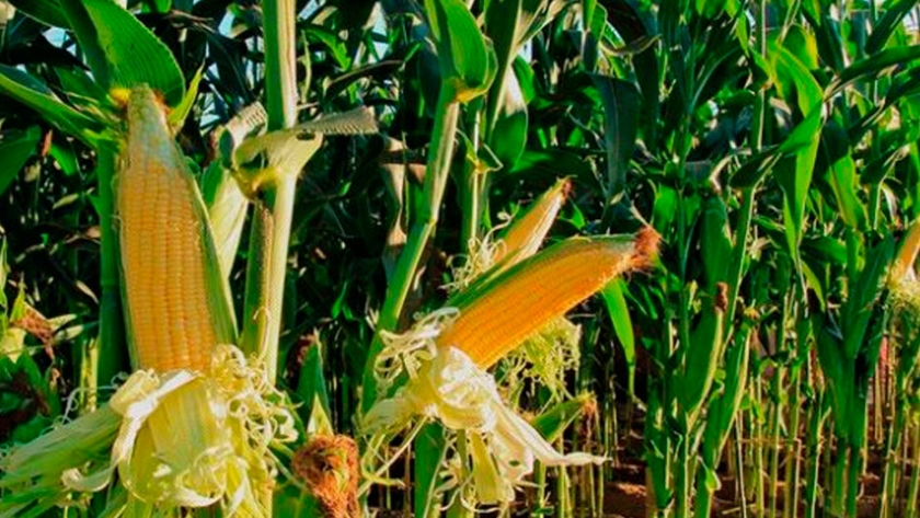 El área de cultivo de maíz finalizó en 1,52 millones de hectáreas