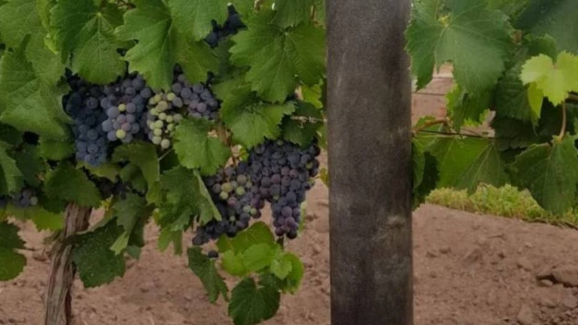 Mendoza: convierten envases de agroquímicos en postes para viñedos