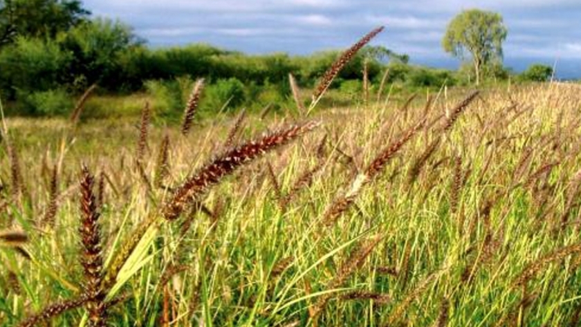 Sembrando pasturas en Febrero: Recomendaciones para Santiago del Estero