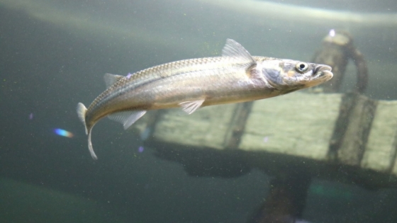 Santa Fe suspendió por un año la exportación de pescado del Paraná para frenar la depredación del recurso