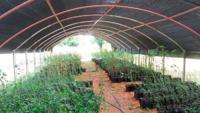 Hay 2.000 ejemplares listos para darle vida al monte nativo