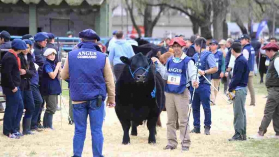 Llega la Semana Angus con el estreno de su nuevo Centro de Remates y Exposiciones