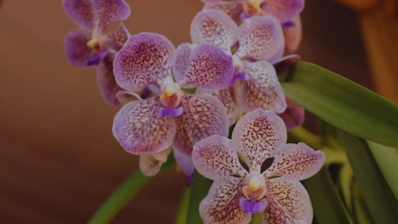 Orquídeas: cómo la biotecnología impulsa la conservación y el cultivo de especies nativas