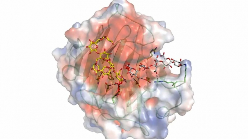 Nuevos hallazgos en la Bioingenieria de Enzimas  amplian el horizonte de la Bioeconomia