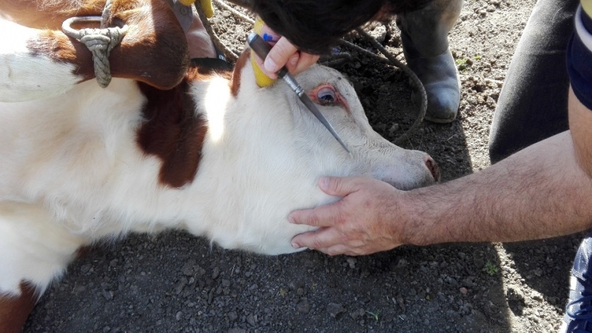 Entre Ríos: Definen estrategia sanitaria ante un nuevo foco de garrapata bovina