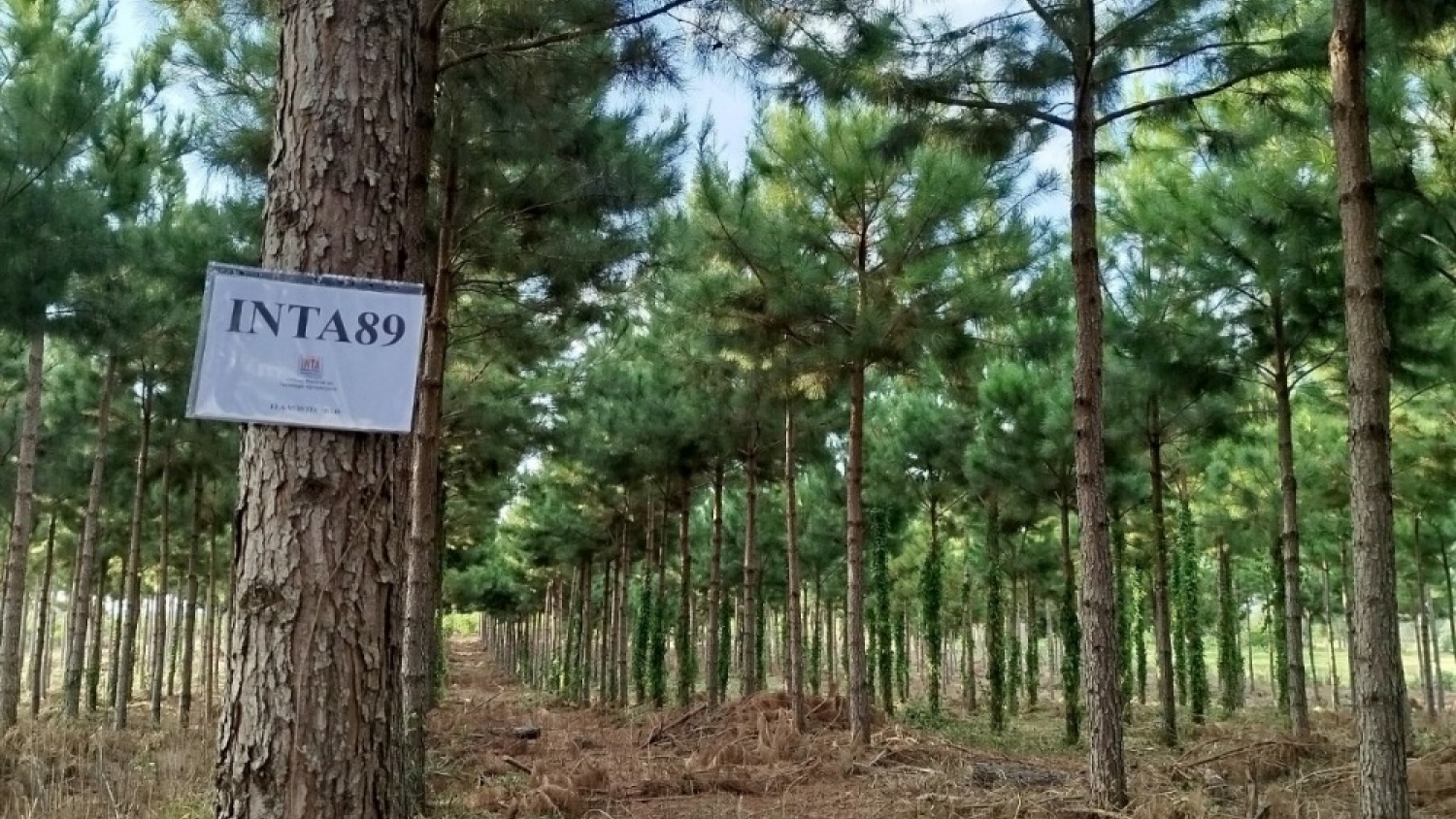 Genética forestal impulsa la producción de pinos y mejora hasta 48% los rindes en Misiones